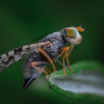 Drosophila melanogaster'daki tehdit gösterimleri nasıl kontrol ediliyor?