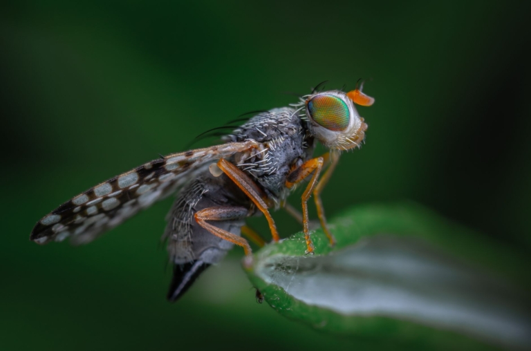 Drosophila melanogaster'daki tehdit gösterimleri nasıl kontrol ediliyor?